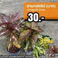 ราคา สามกษัตริย์ (นาค) ชุด 1 ต้น (20625396653)