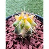 ราคา พร้อมส่งเฟอโรเล็บเหยี่ยวด่าง‼️ไม้เมล็ด ด่างสีสวยกระจายทั่วต้น หายาก‼️Ferocactus peninsulae variegated (28911388226)