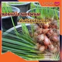 ราคา ขายดี เมล็ด 2022หอมแบ่ง พันธุ์หอมแบ่ง เกรดAคัดหัวใหญ่พิเศษ หัวต้นหอม (2กิโลกรัม) หอมแบ่ง ต้นหอมแบ่ง พร้อมปลูกใหม่ๆ พัน (20642659333)
