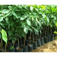 ราคา ขายต้นมะค่าโมง ไม้ยืนต้น เนื้อแข็ง เนื้อไม้สวย ไม้หายากไม้ป่าเศรษฐกิจไม้ราคาแพง สูงประมาณ60-70 ซมต้นแข็งแรงพร้อมปลูก (28158185743)