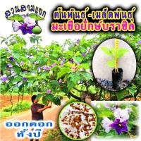 ราคา มะเขือยักษ์บราซิล มะเขือต้น มะเขือดอก (10438924681)