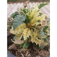 ราคา มะพร้าวทะเลทราย Dorstenia Horwoodii Hybrid Varigated (27153484062)