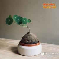 ราคา บัวบกโคก บัวบกโขด โพสต์1 (3523084203)