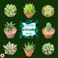 ราคา Haworthia ไม้อวบน้ำ ฮาโวเทีย หลากหลายสายพันธุ์ ⭐️5แถม1⭐️ (9650081172)