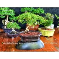 ราคา ต้นแผ่บารมีหรือหูกระจงแคระ (8077149756)