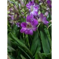 ราคา กล้วยไม้หวายแคระ กระถาง 1" ชุดเซ็ต 10 ต้น 200฿ มีดอกทุกต้น (7267954739)