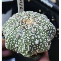 ราคา แอสโตรไฟตั้ม #แคสตัส castus astrophytum แอสโตร แอสโตรไฟตั้ม แอสโตรไฟตัม กระบองเพชร (25288095528)