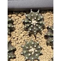 ราคา LB2178 แท้ ไม้เมล็ด 3.5cm ดอทฟูปุกปุยย น่ารักมาก gymnocalycium LB2178 ยิมโนคาไลเซียม แคคตัส กระบองเพชร (3558662977)