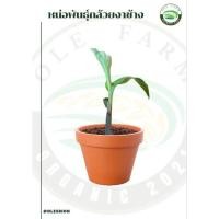 ราคา หน่อกล้วยงาช้างกล้วยโราณ กล้วยมงคล (19808974942)