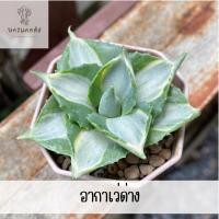 ราคา อากาเว่ด่างแคระ กระบองเพชร ไม้อวบน้ำ (21484961598)
