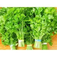 ราคา เมล็ด พาสเลย์อิตาเลียน - Flat Leaf Italian Parsley (135835818)
