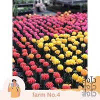ราคา (ส่งไว) ต้น แคคตัสยิมโนกราฟหัว(สี)หัวขนาด 3-4cm *ทั้งกระถาง ยิมโนหัวสี สดใสขอแนะนำกระบองเพชรสีสันสดใส (29458078884)