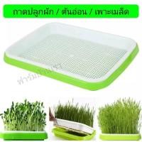ราคา ถาดปลูกผักไร้ดิน ถาดปลูกต้นอ่อน ถาดเพาะเมล็ด (11668046128)
