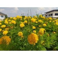 ราคา จำหน่ายเมล็ดพันธ์ดอกดาวเรือง ดอกใหญ่ สีเหลืองอร่าม (5844189675)