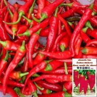 ราคา เมล็ดพริกแดงจีนYidu พริกแดงเกาหลี พริกชิชิโตะ 100 / 500+เมล็ด สายพันธุ์ OP (8302279827)