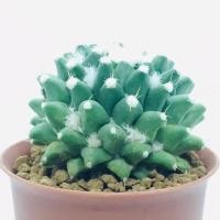 ราคา แมมอิรุซามุ/ Mammillaria bucareliensis (3361971319)