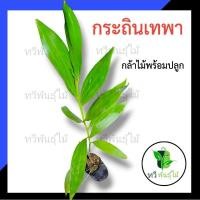 ราคา ต้นกระถินเทพา กล้าไม้พร้อมปลูก ไม้ประดับ Tawee Pantmai กระถินเทพา ไม้มงคล ไม้เศรษฐกิจ (6964669161)