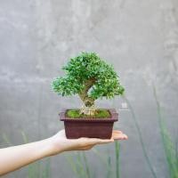 ราคา ♥︎ | บอนไซ บ๊วยน้ำ ((พร้อมส่ง✅)) มีวิธีการดูแล+ปุ๋ย ✨แถมไปให้ค่ะ〰️ (29760714296)