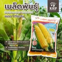 ราคา ขายดีมากกก เมล็ดพันธุ์ ข้าวโพดหวาน พันธุ์ ซุปเปอร์สวีท อาร์โก้ ปริมาณ 1 กิโลกรัม ตรา สิงโต ✨หวานมาก ฝักใหญ่ (9575155776)