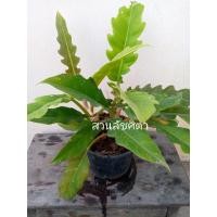 ราคา ฟิโลเดนดรอน ฟิโลใบเลื่อย #ฟิโลใบเลื่อย (5166185832)