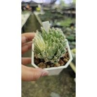 ราคา Haworthia variegated_succulent echeveria haworthia cactus ไม้อวบน้ำ แคคตัส ฮาโวเทีย ไลทอป (26824904102)