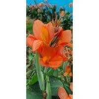 ราคา พุทธรักษาแคระ ชุดละ 4 เหง้าดอกสีส้ม แดง ชมพู เหลือง (4093213177)