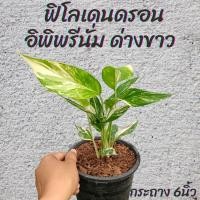 ราคา ต้นฟิโลเดนดรอน อิพิพรีนั่ม ด่างขาว กระถาง 6นิ้ว (24424787185)