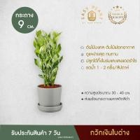 ราคา ต้นกวักเงินใบด่าง (L) กวักเงินกวักทอง ต้นไม้ฟอกอากาศ ต้นไม้มงคล เรียกทรัพย์ ประดับตกแต่งบ้านและสวน สวยงาม - easyplant (17791098161)