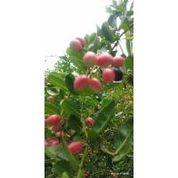 ราคา มะม่วงหาวมะนาวโห่ น้ำหนัก 500 กรัม (19281380441)