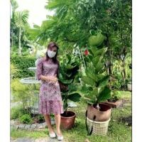 ราคา ไทรใบสัก ต้นไม้ฟอกอากาศ (7695141243)