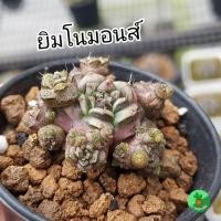 ราคา ต้นกระบองเพรช ยิมโนมอนส์ ไม้แปลก cactus (6688218632)