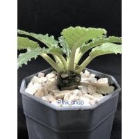 ราคา มะพร้าวทะเลทราย แคคตัส กระบองเพชร (6844923919)