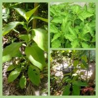 ราคา ต้นอังกาบหนู [Porcupine flower] (ชุดละ 2 ต้น) สมุนไพรพื้นบ้านมากสรรพคุณ (20417957660)