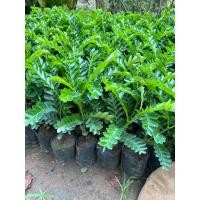 ราคา ต้นเมตตามหานิยม เมตตา พร้อมปลูก เกิดการเสียหาย รับผิดชอบทุกกรณี (24563473422)