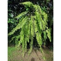 ราคา สไบนางก้ามปู สไบนางใบแฉก เฟิร์นแขวน ใบยาวพริ้วสวย (3444592688)