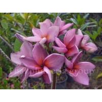 ราคา ต้นลีลาวดีดอกสีม่วง ม่วงแจ็ค (14388313894)