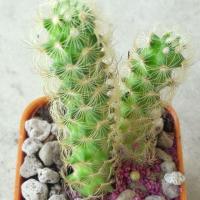 ราคา กระบองเพชร นิ้วทอง แคคคัส cactus mammillaria elongata (2402580762)