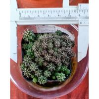 ราคา ยิมโนเชื้อด่าง พอต2" (7485211513)