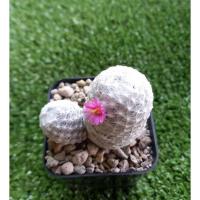 ราคา 2 ต้น 100.- แมมลูกก็อล์ฟ กระบองเพชร (Mammillaria humboldtii) (8596416157)