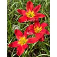 ราคา บัวดิน สีตะวัน ดอกสีแดงสดชุดละ5หัว50 (18531317602)