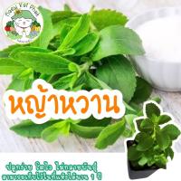 ราคา เมล็ดพันธุ์ หญ้าหวาน 50 เมล็ด Stevia Seeds เมล็ดพันธุ์แท้ นำเข้าจากต่างประเทศ ปลูกง่าย ผักสวนครัว พร้อมส่ง ขายดี ราคาถูก (3088948931)