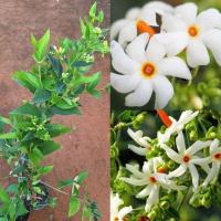 ราคา ต้นกรรณิการ์(ชำกิ่ง60-70ซม.)ไม้ประดับไม้มงคลดอกมีกลิ่นหอมติดดอกทั้งปี (27569320248)