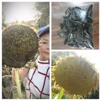 ราคา เมล็ดพันธ์ทานตะวันยักษ์ Sunzilla ซันซิล่า 200เมล็ด39บาท40เมล็ด10บาท (4016820444)