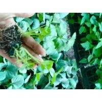 ราคา ต้นกล้า ขึ้นฉ่าย (Celery) ต้นละ 10บาท ซื้อ 10แถม 2 คึ่นช่าย ใบคล้ายผักชีแต่โตกว่า พืชที่มีคุณค่าทางอาหารมาก กลิ่นฉุน (29672309235)