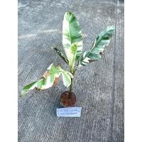 ราคา ต้นกล้วยด่างฟลอริด้าไม้ชำหน่อ ด่างสวยต้นที่ส่ง คือ ต้นในรูป (29809832824)