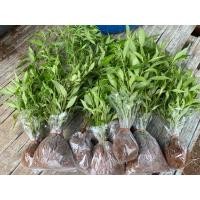 ราคา (20ต้น)(ขาย ต้นพันธุ์) ต้น ฟ้าทะลายโจร ต้นฟ้าทะลายโจร (8989962623)