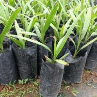 ราคา ต้นอินทผาลัมบาฮี สีเหลือง กินผลสดแบบเพาะเมล็ด (11926218225)