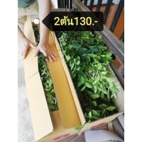 ราคา ไทร​เกาหลี​ตอน​ขนาด​100​cm.​2ต้นราคา130บาท​ (28018589634)