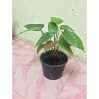 ราคา ว่านเสน่ห์จันทร์แดงป่า ( พร้อมใบ) (8996938094)