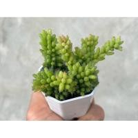 ราคา Rhipsalis mesembryanthemoides กุหลาบหิน ไม้อวบน้ำ กระถาง 2 นิ้ว (27763875021)